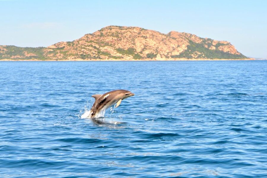 Olbia: Dolphin Watching Tour with Figarolo Island Snorkeling - Who will enjoy this Olbia boat trip