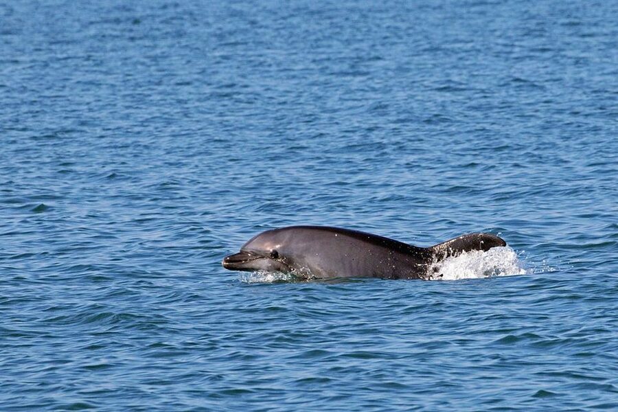 Olbia: Dolphin Watching Tour with Figarolo Island Snorkeling - Practical tips for a better morning