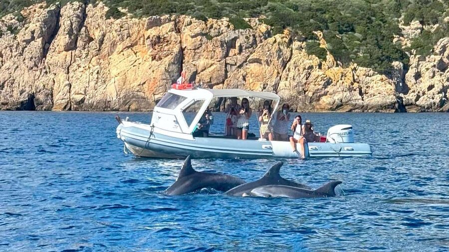Olbia: Dolphin Watching Tour with Figarolo Island Snorkeling - Searching for wild dolphins off Figarolo Island