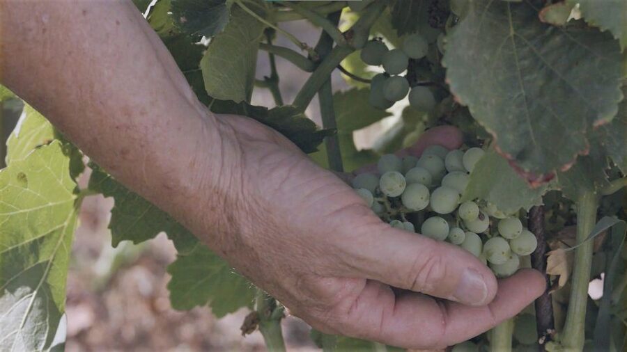 Olbia: Gallura Winery Guided Tour with Tasting - Three Wines and a Proper Sardinian Snack