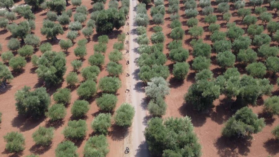 Ostuni: Olive Oil Tasting Tour - Comparing the 19th-century mill with older methods