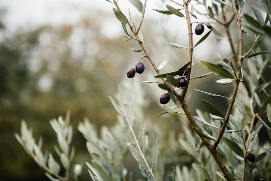 Ostuni: Olive Oil Tasting Tour - Inside the 16th-century underground oil press