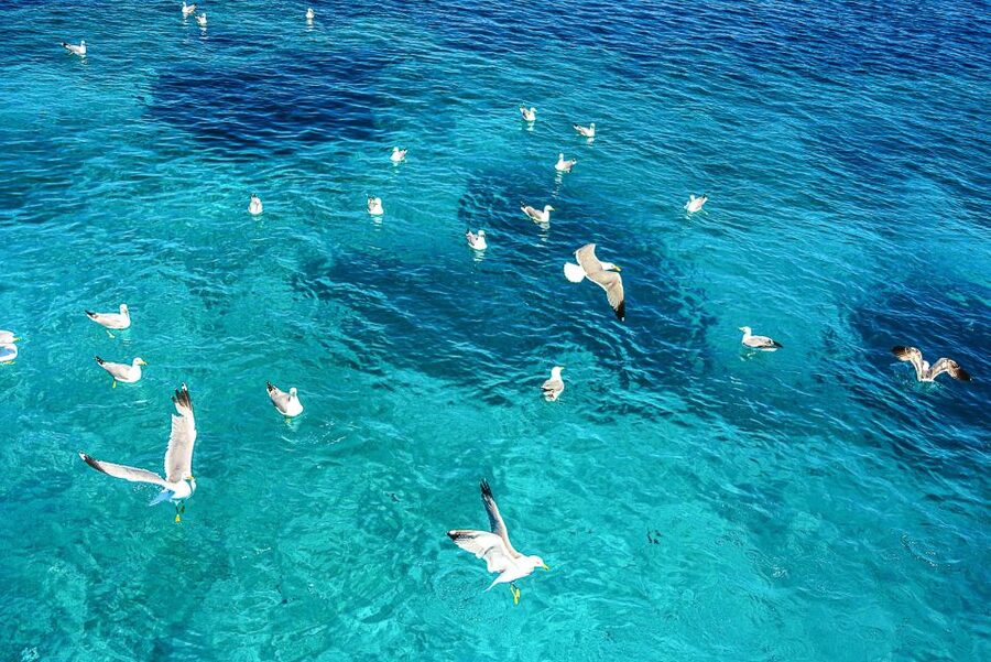 Palau: La Maddalena Archipelago and Caprera Island Boat Tour - Five things to know before you book