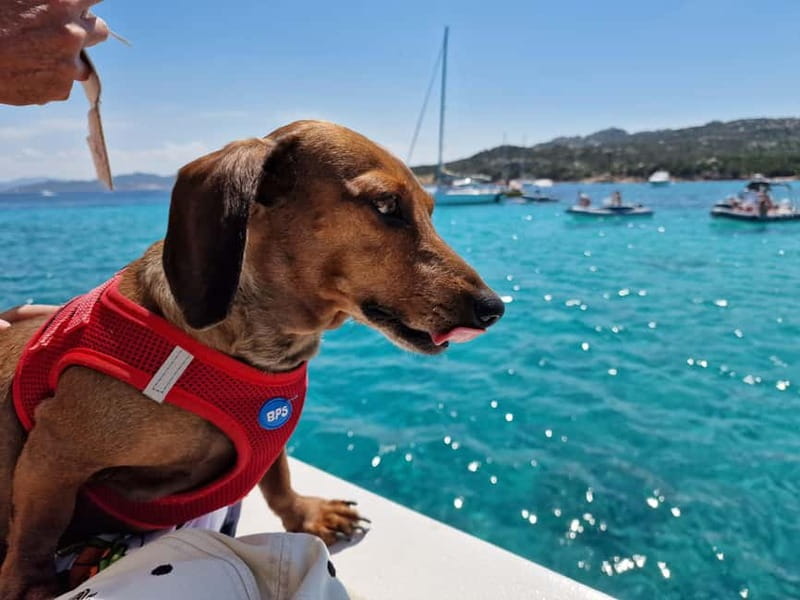 Palau: La Maddalena Archipelago Comfort Boat Tour with Stops - Santo Stefano and Caprera from the water