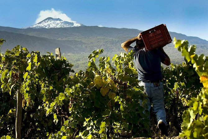 Private 6-Hour Tour of Three Etna Wineries with food&wine tasting - First stop: three Etna DOC wines and a mountain view