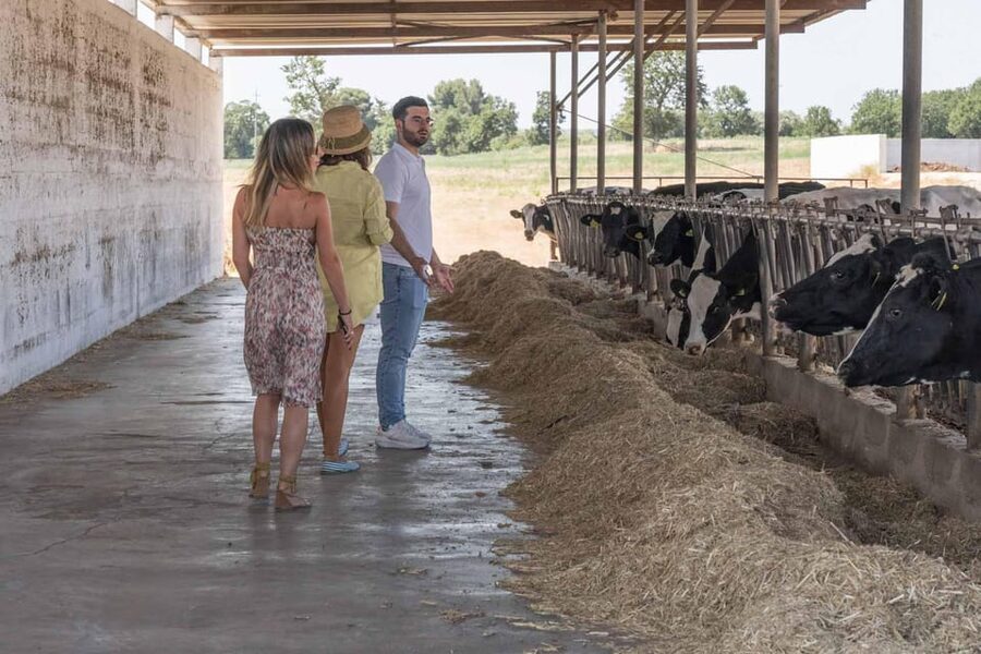 Puglia: Masseria Seppunisi Tour, Cheese, Burrata Tasting - Meeting the cows and calves in the barn