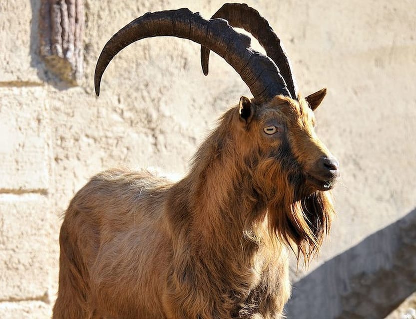 Rome: Bioparco di Roma Zoological Garden Entry Ticket - Conservation, research, and environmental education