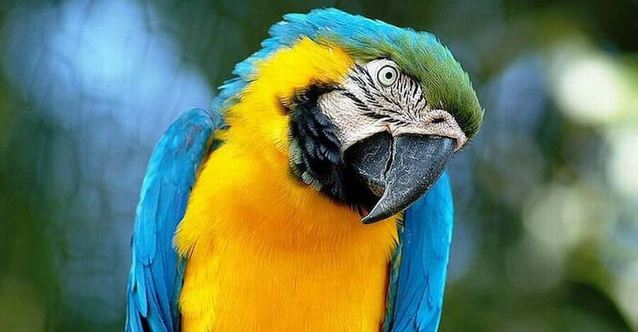 Rome: Bioparco di Roma Zoological Garden Entry Ticket - Ticket rules that can catch families out