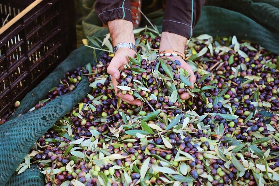San Felice: Olive Oil Tasting with local food on Garda Hills - Practical tips for a better visit