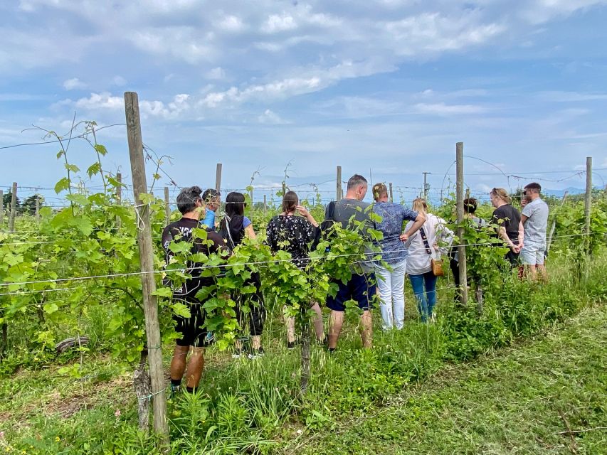 Sirmione: Vineyard Tour with Lugana Wines and Local Tastings - From grape to must to finished Lugana