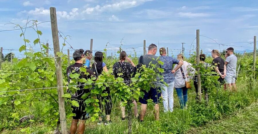 Sirmione: Vineyard Tour with Lugana Wines and Local Tastings - Walking among Turbiana vines