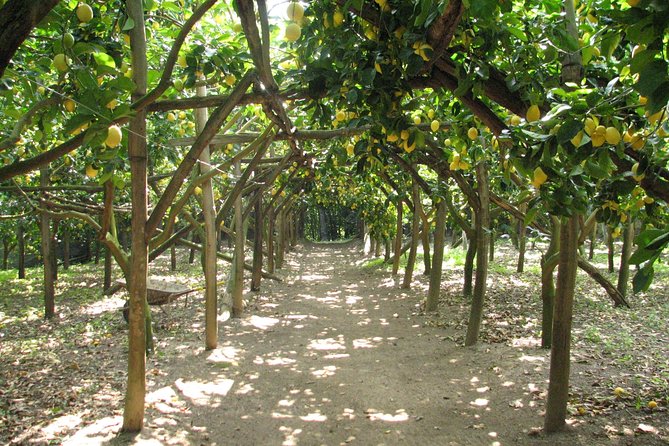 Sorrento Farm and Food Experience including Olive Oil, Limoncello, Wine tasting - Key points to know before booking