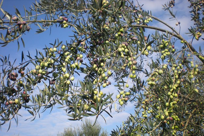 Sorrento Farm and Food Experience including Olive Oil, Limoncello, Wine tasting - Walking among lemon and olive trees