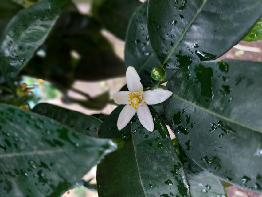 Sorrento: Lemon Garden Tour with Marmalade Tasting - Five things to know before visiting La Limonaia
