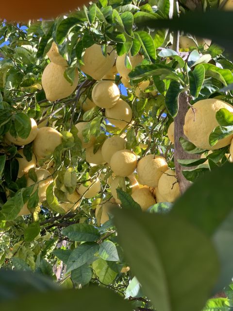 Sorrento: Lemon Garden Tour with Marmalade Tasting - The 45-minute walk beneath the lemon pergolas