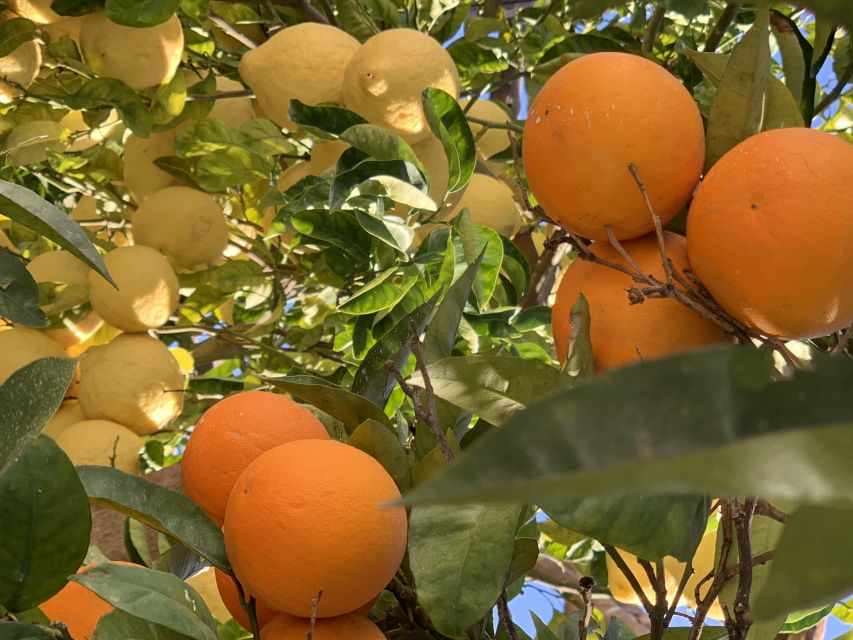 Sorrento: Lemon Garden Tour with Marmalade Tasting - Lunch and dinner options using garden produce