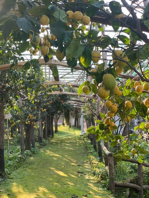 Sorrento: Lemon Garden Tour with Marmalade Tasting - Entering the garden from Via Bernardino Rota