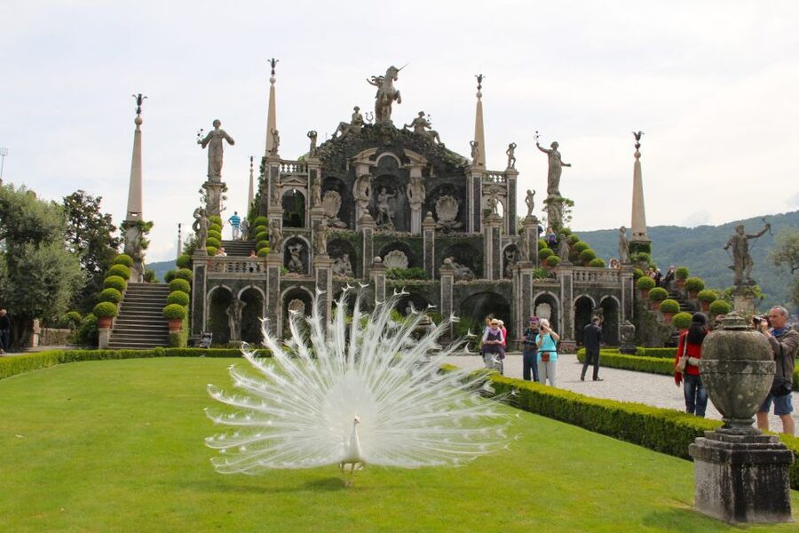 Stresa: 3 Borromean Islands Boat Tour - Isola Madre and its old botanical garden