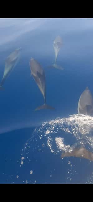 Sunset tour in search of dolphins with aperitif - Key points to know before you book