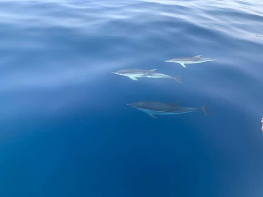 Sunset tour in search of dolphins with aperitif - Faraglioni rocks, Isola Bella, and Mazzarò Bay