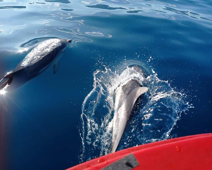 Sunset tour in search of dolphins with aperitif - Pizza, arancini, and prosecco on board