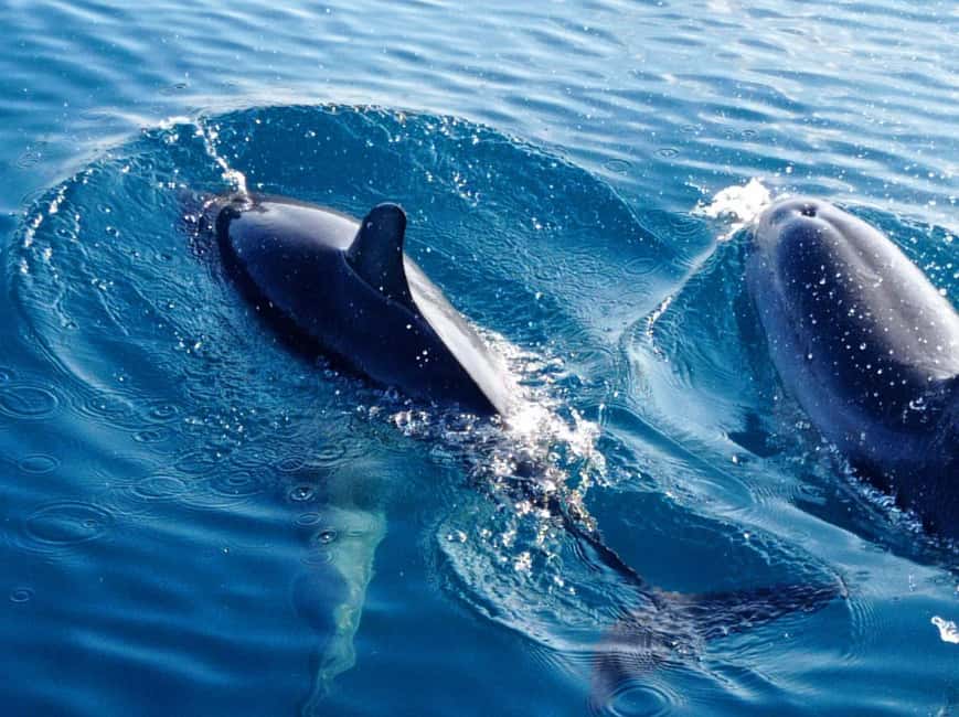 Sunset tour in search of dolphins with aperitif - What $53 per person really buys you