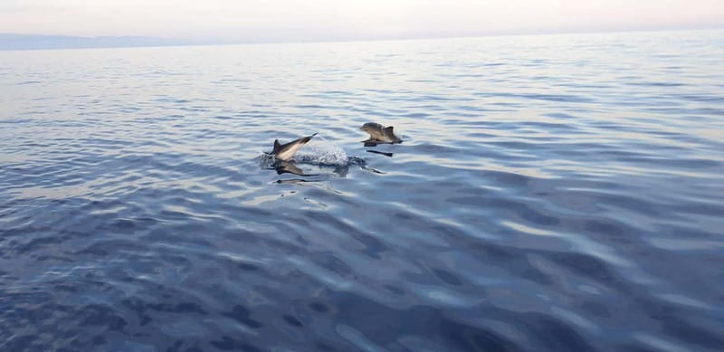 Sunset tour in search of dolphins with aperitif - Naxos Bay and the first coastal views