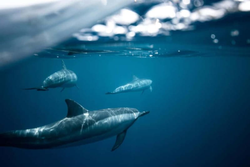 Taormina: Sunset Boat Tour with Dolphin Watching & Aperitif - Key points about the Blue Diamond sunset cruise