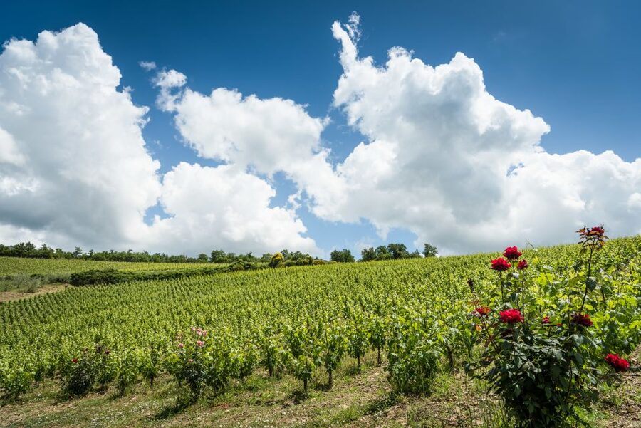 Total Immersion Wine Tour in Chianti - Inside the cellar, from harvest to aging