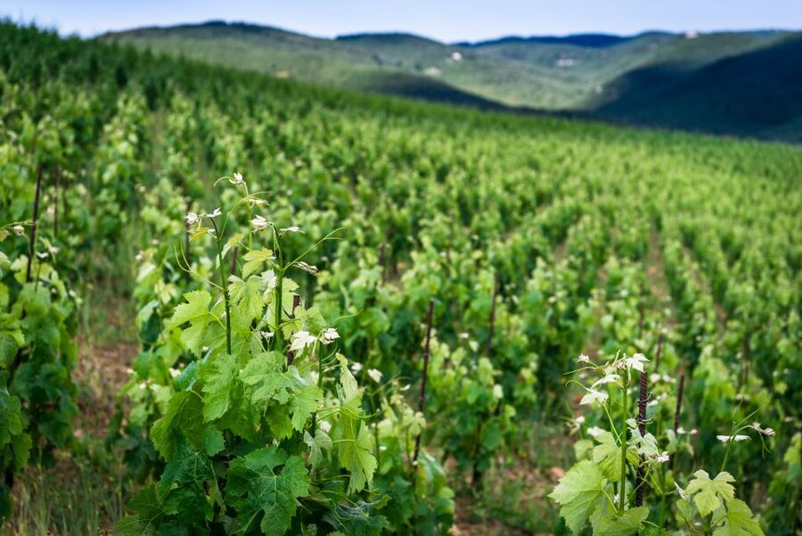 Total Immersion Wine Tour in Chianti - What makes the small winery different
