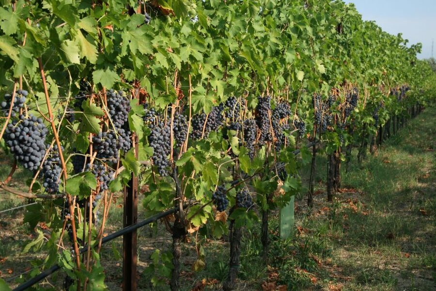 Verona: Wine Tasting with Snacks and Panoramic Views - Cold cuts, cheeses, and the light meal factor