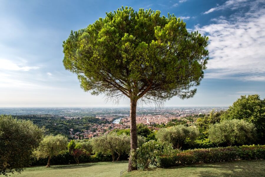 Verona: Wine Tasting with Snacks and Panoramic Views - How long you should allow