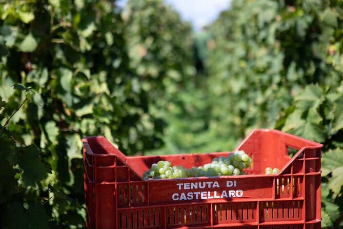 Wine tasting THE CLASSICS - Why the View Adds Value